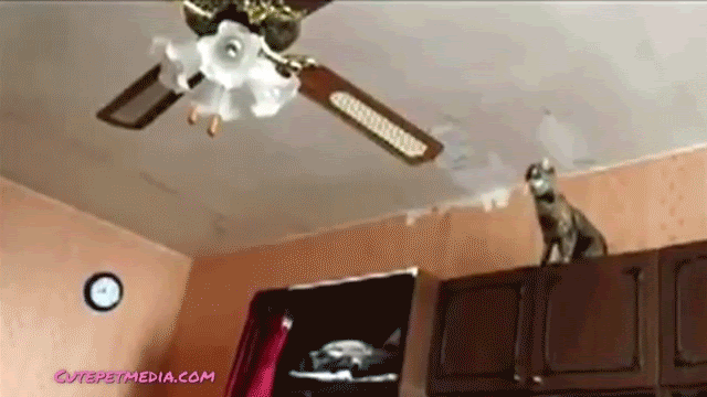 Los gatos más torpes y graciosos de 2014