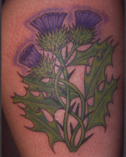  scottish thistles 