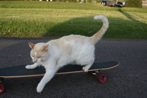 Skateboarding Cat :)