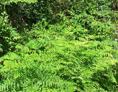ワラビの苗 ワラビ ワラビ 苗 山菜蕨 鉢植えわらび
