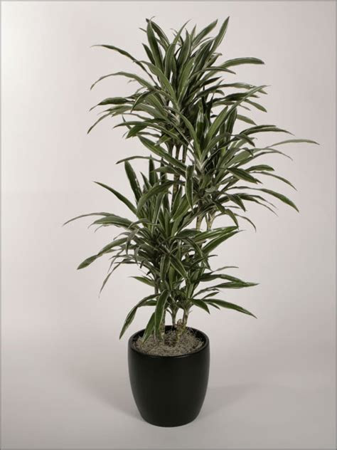 Whether you have caught the gardening bug or looking to spruce up your home and garden roger's gardens is sure to have something you'll love. dracaena_warneckii_cutback - Plantopia - Interior Plant