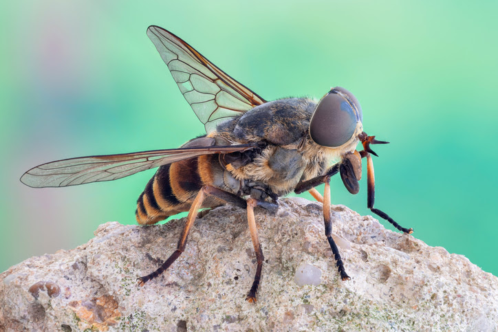 fly-bites-slug-a-bug.jpg