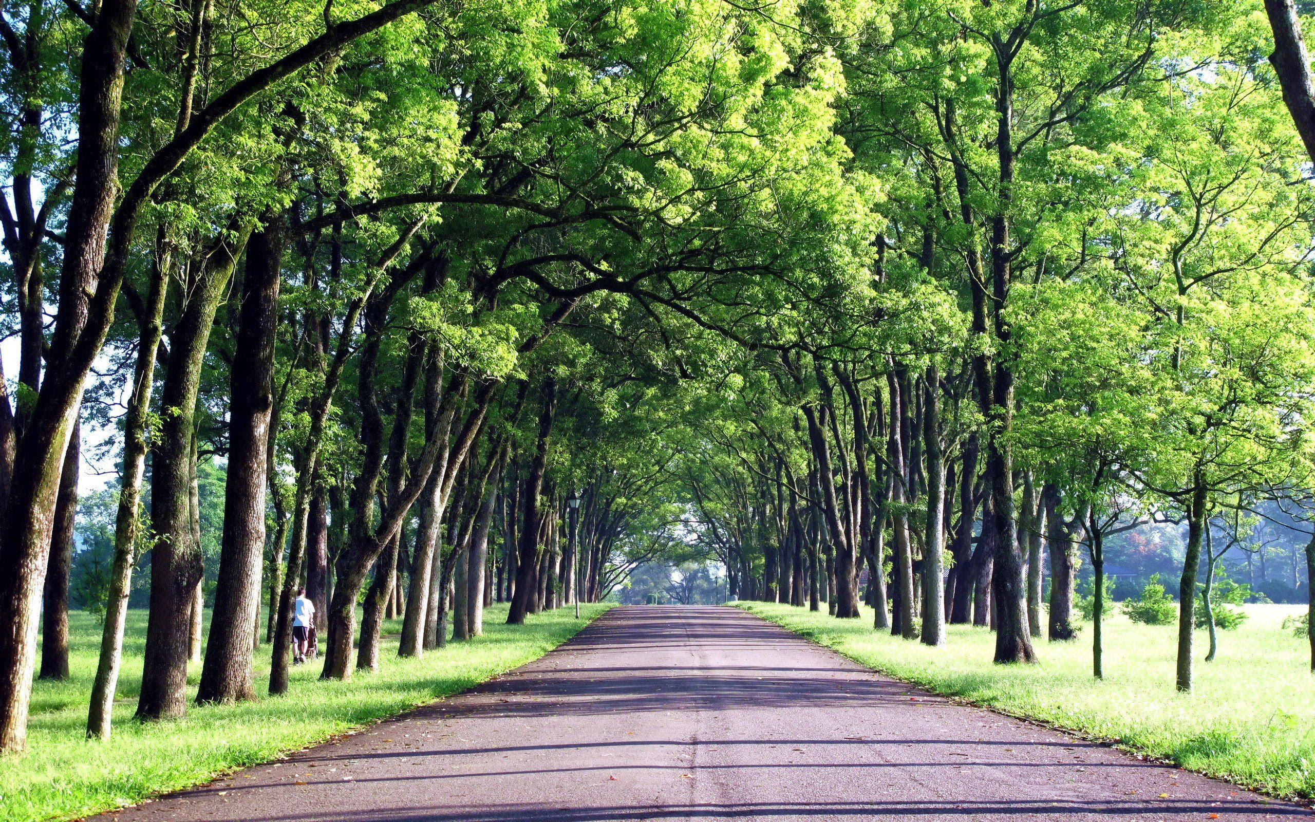 pepohonan hijau jalan taiwan gambar background hd pepohonan hijau jalan taiwan gambar background hd