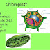 Food Web Definition Biology Example / Free learning resources for students covering all major areas of biology.