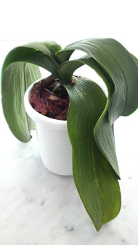 胡蝶蘭の育て方q A 胡蝶蘭の愛華園芸