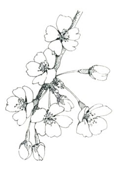 簡単お絵描き 桜 お絵描きなんて簡単
