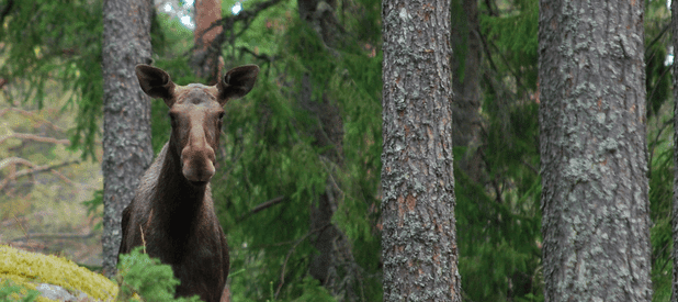Moose Hunting 2010