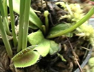 食虫植物