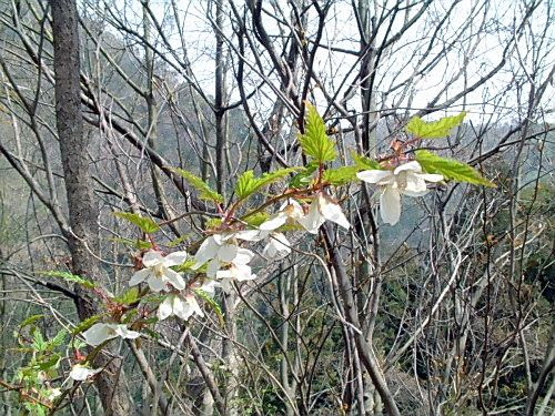 春の木の花二種 1 因島自然観察 しまなみ人