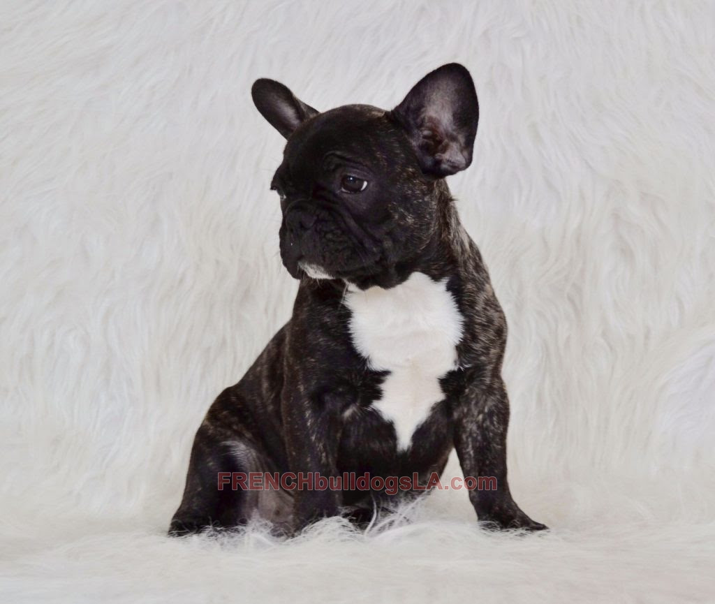 Available Puppies - French Bulldogs LA