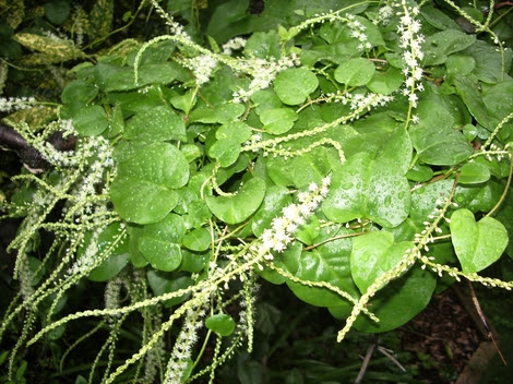 おかわかめ 雲南百薬 の花 成分 効能 食べ方 Welcome To Temy Blog のブログ