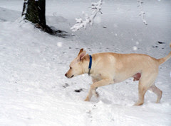 Zeus_snow32808