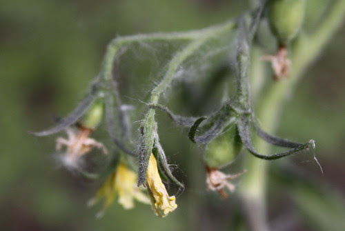 Cherry Tomato