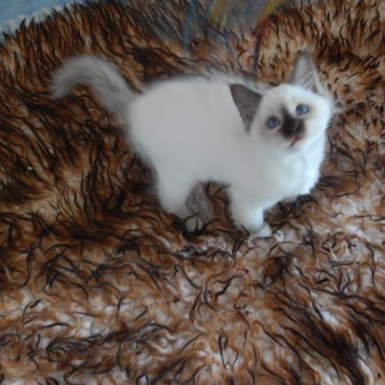 Chatons Sacre De Birmanie Loof Gironde 33 Gratuit Sur Animoz Net