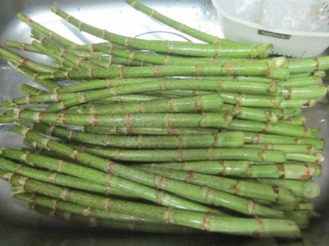 イタドリのアク抜きのしかた 猫と園芸