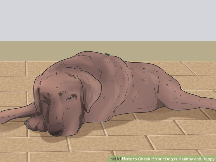 Check if Your Dog Is Healthy and Happy Step 4.jpg