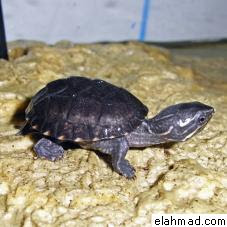 Musk turtle