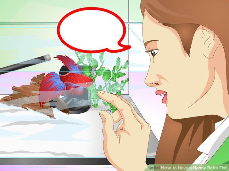 Have a Happy Betta Fish Step 13 Version 3.jpg