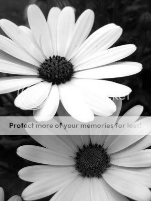 lack and white flowers black and white flowers border. lack and white flowers