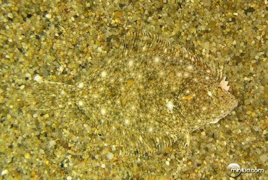 camu-fish
