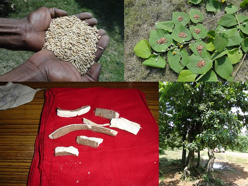 Medicinal Rice Formulations for Diabetes Complications, Heart and Liver Diseases (TH Group-62) from Pankaj Oudhia’s Medicinal Plant Database by Pankaj Oudhia