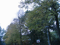 Autumn leaves 2