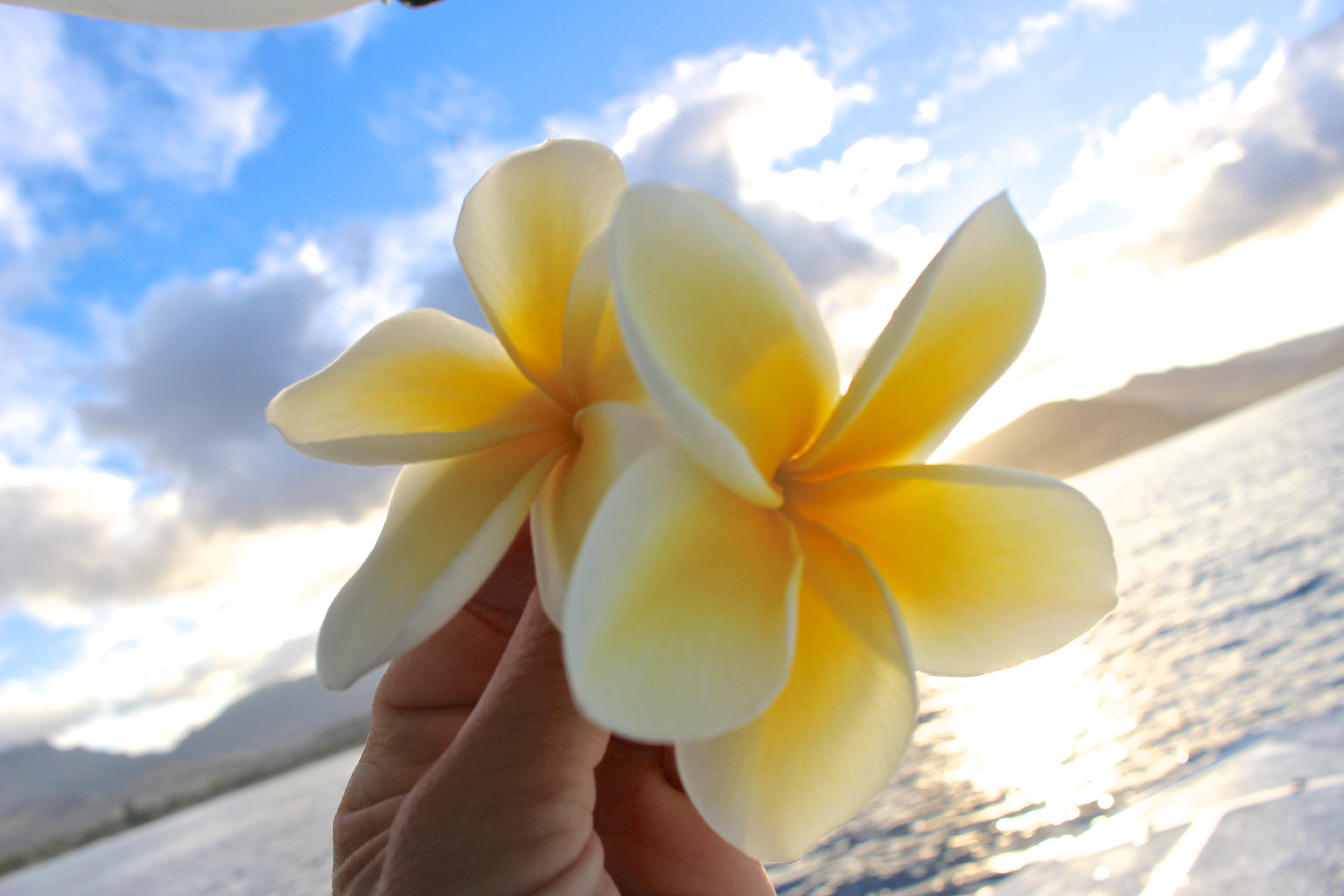 ハワイ旅行で覚えておきたいハワイ語ベスト5 Aloha Girl