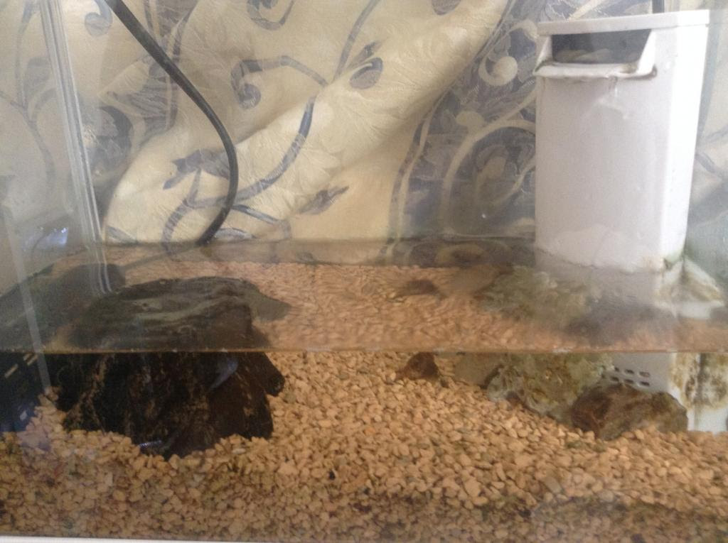 トビハゼが死んでしまいました 一昨日までは餌を食べてくれていて 水温水質が原因ではないと思うのですが飼育環境がダメだったのですかね 教えて下さい お願いします アクアルバム