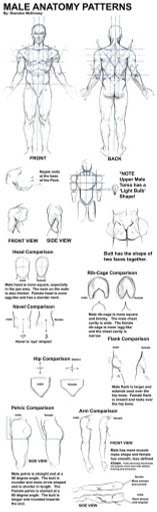 Male Anatomy-Drawing Tutorial | Wiki | Art Amino
