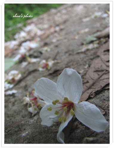 騎龍古道油桐花