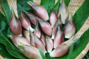 プロジェクト粟 Npo法人清澄の村 大和伝統野菜物語
