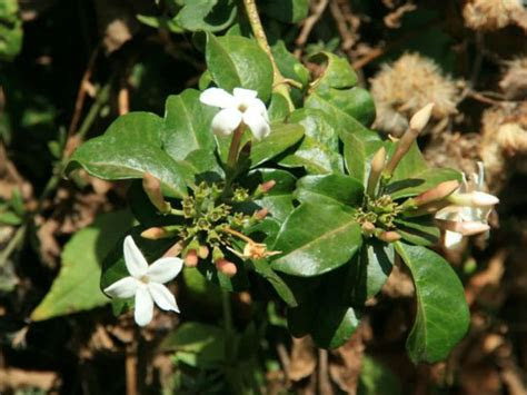 Potassium is very mobile in the plant, and plants move it to the younger, . Jasminum abyssinicum (Forest Jasmine) | World of Flowering