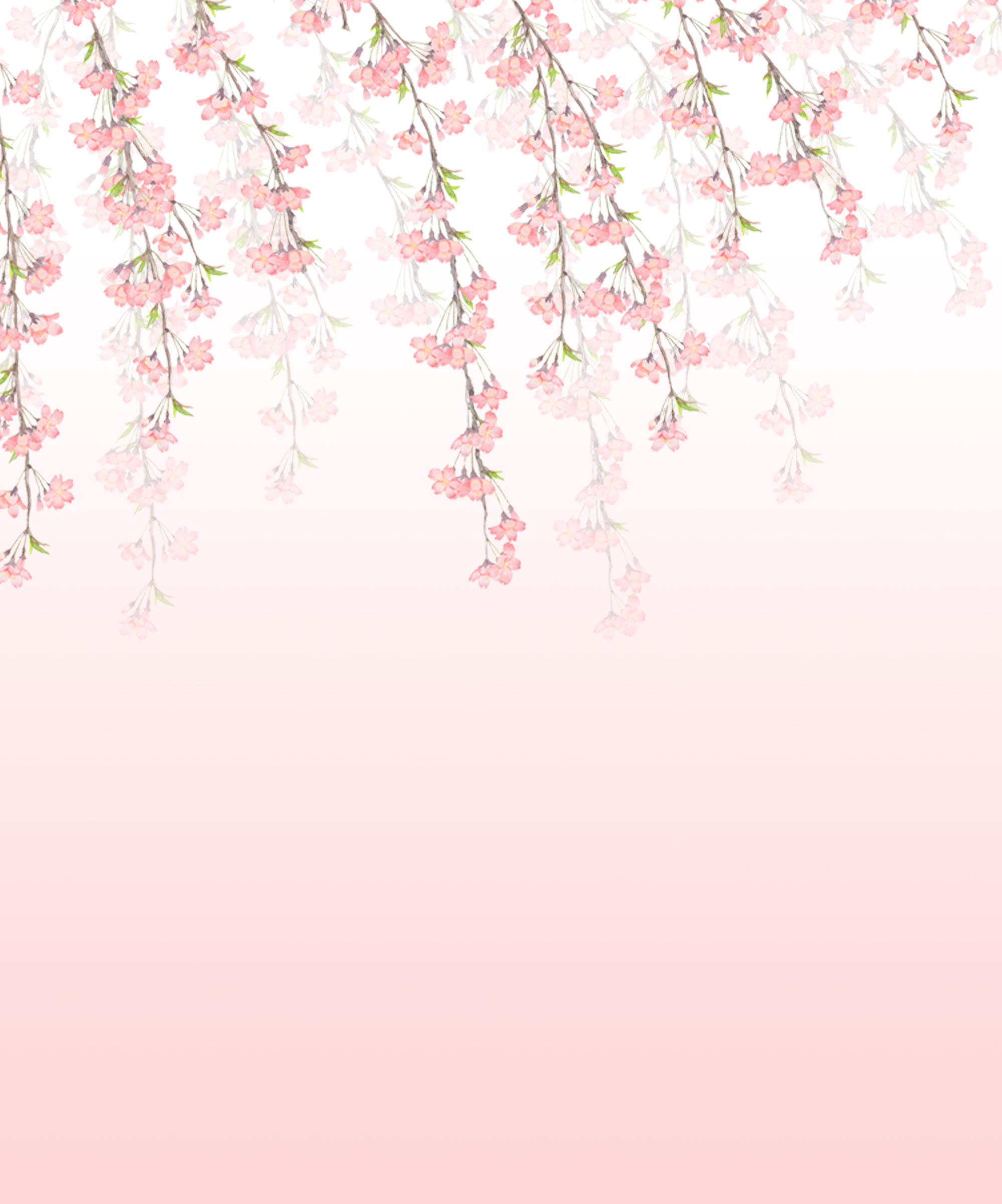 しだれ桜イラスト背景素材遺影用 桜イラスト 背景 シンプル しだれ桜