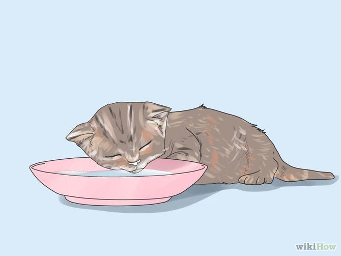 Care for Newborn Kittens Step 5.jpg