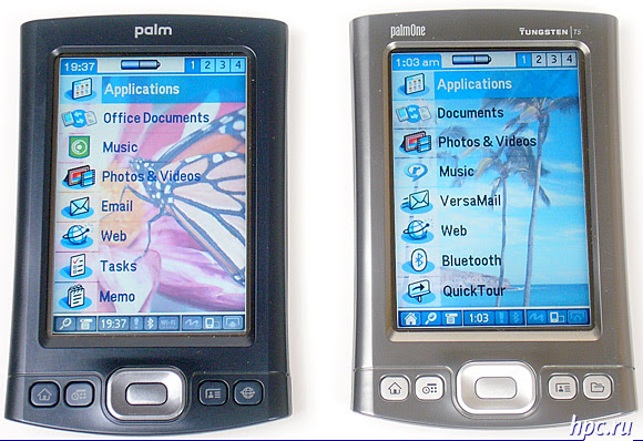Palm T | X: rare bird Palm T | X: rare bird