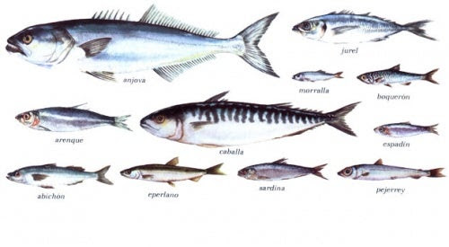 pescado azul para la memoria