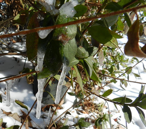 naturenotesDSCN2583