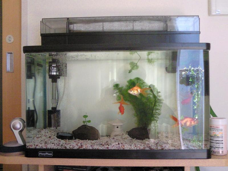 ６０ の水槽には金魚は何匹まで飼えるのか ご意見募集 ぐらぐらのブログ