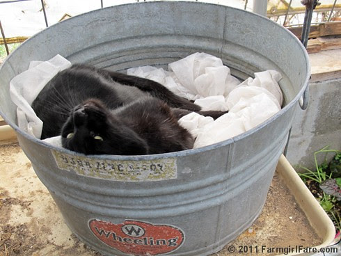 Mr. Midnight snuggled up in a vintage galvanized tub in the greenhouse 3 - FarmgirlFare.com