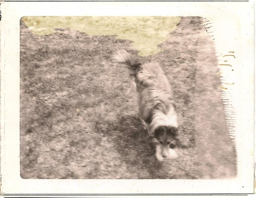 Foxley collie dog 1960s 1