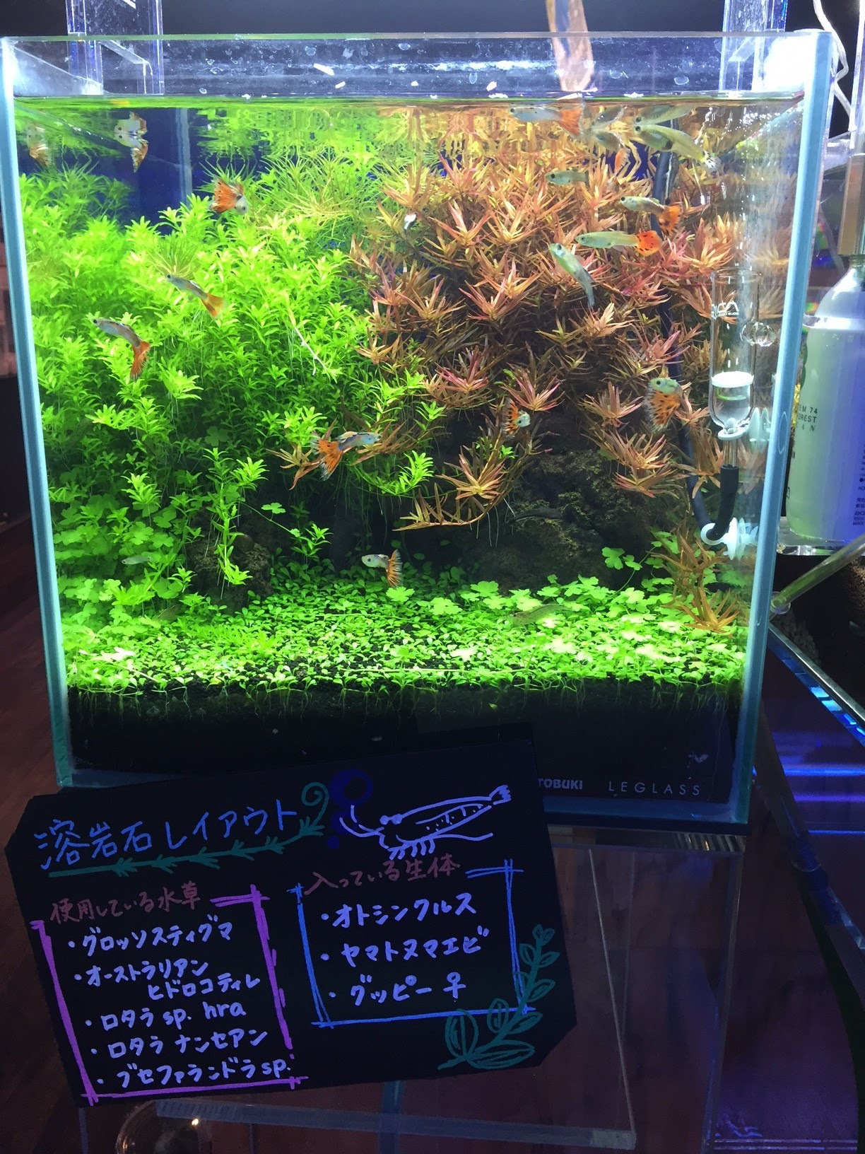ひごペットフレンドリーベルファ 都島店 激アツサンデー T Shiのレイアウト紹介 ひごペットクラブ アクア館