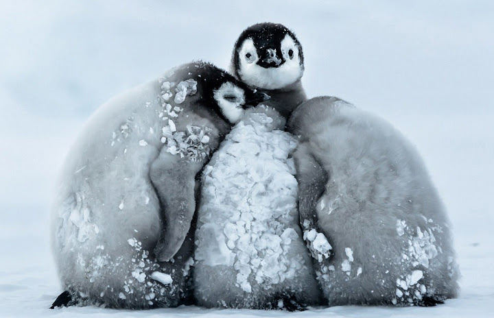 南極の皇帝ペンギンの赤ちゃん 身を寄せ合って吹雪に耐える 人民網日本語版 人民日報