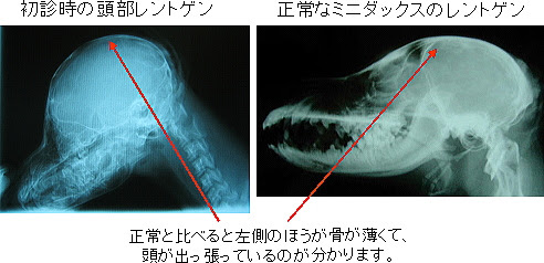 あいの動物病院治療成績２