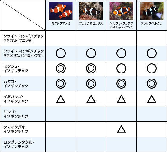 クマノミとイソギンチャクの相性チャート クマノミにまつわるエトセトラ 熱帯魚のことなら みずものコム