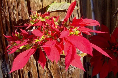 Poinsettia on utility pole