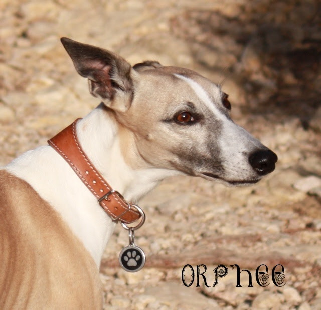 mon premier whippet