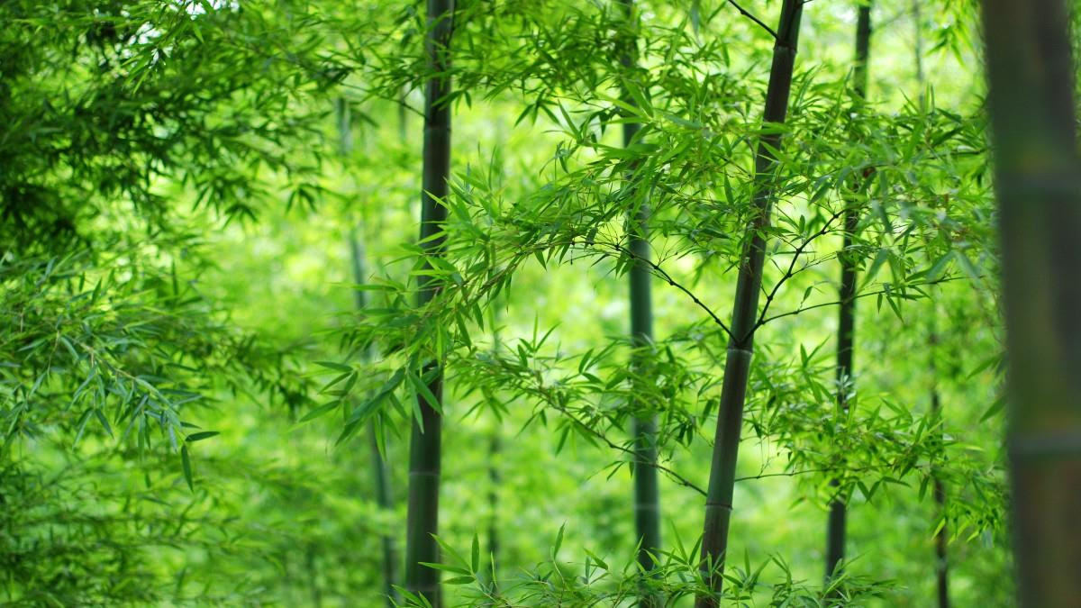 竹林图片 竹林壁纸高清 竹林图片大全 桌面城市