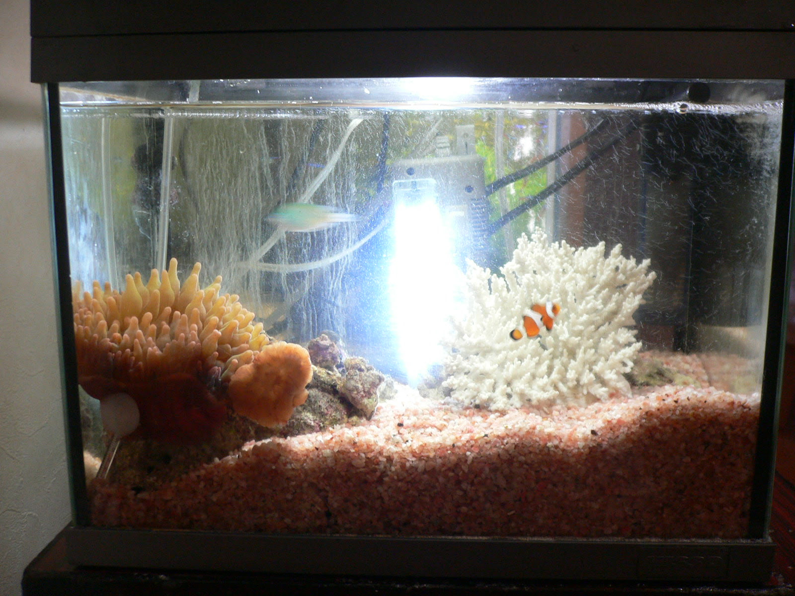 海水魚飼育 ニモ君とスズメちゃん その後 青ザリガニたちの部屋 もう1匹もいない
