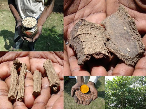 Medicinal Rice Formulations for Management of Diabetes Type 2 (Second Stage) from Pankaj Oudhia’s Medicinal Plant Database by Pankaj Oudhia