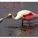 Spoonbill Flipping A Fish